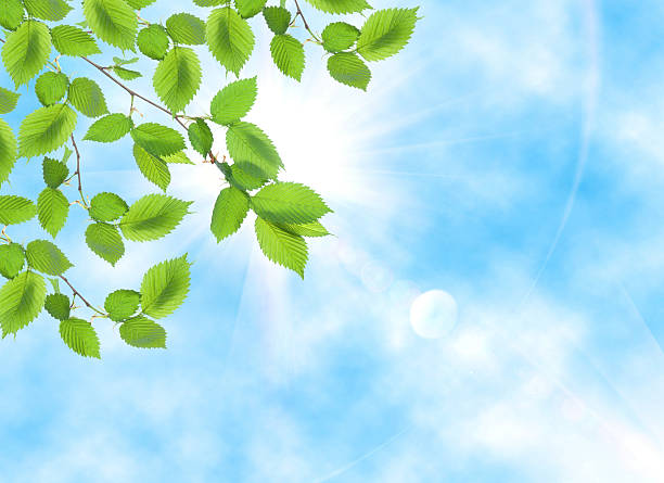 verde foglia di fronte al sole - new life plant image saturated color foto e immagini stock