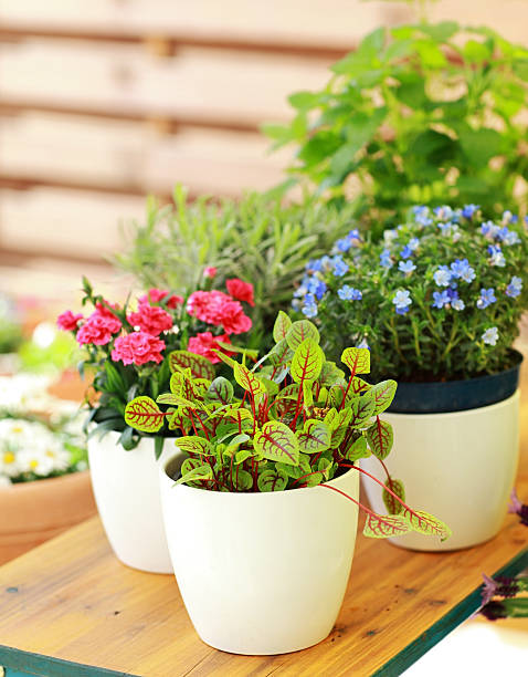 istock Flower pots on a wooden tabletop 177009821