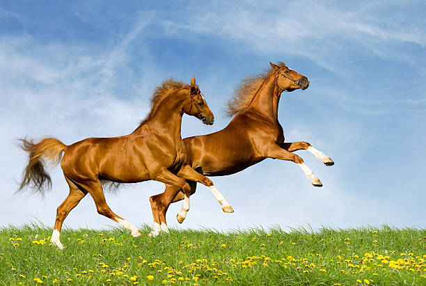 istock Two chestnut horses gallops in field 177009857