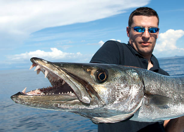 barracuda - big game fishing photos et images de collection