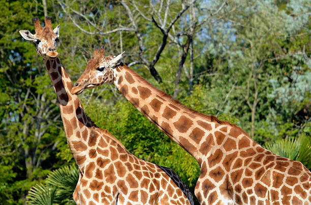 dois as girafas grande - giraffe two dimensional shape heavy horned imagens e fotografias de stock