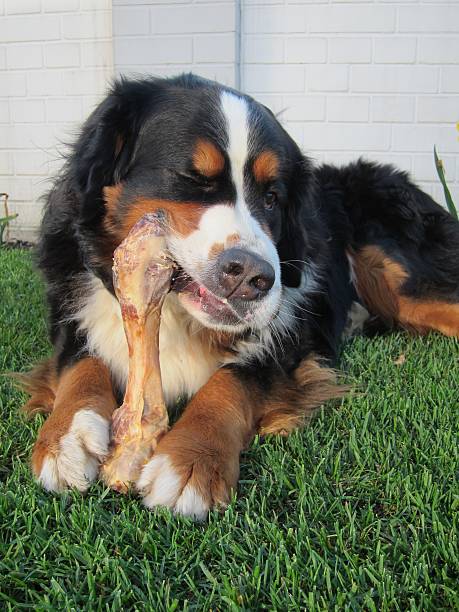 Bernese Mountain Dog chewing Bone Bernese Mountain Dog chewing really big Bone dog bone photos stock pictures, royalty-free photos & images