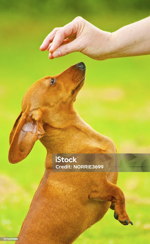 Hund Training - Lizenzfrei Abrichten Stock-Foto