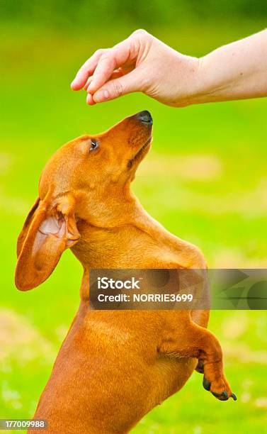 Hund Training Stockfoto und mehr Bilder von Abrichten - Abrichten, Betteln - Tierisches Verhalten, Dackel