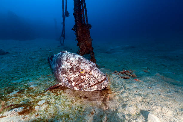 istock Malabar grouper (epinephelus malabaricus) in the Red Sea. 177010110