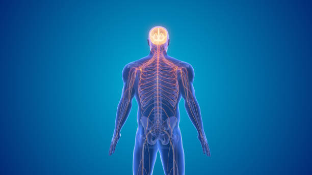 istock Central nervous system symptoms of Parkinson's disease 1770102188