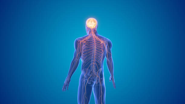 istock Central nervous system symptoms of Parkinson's disease 1770102189