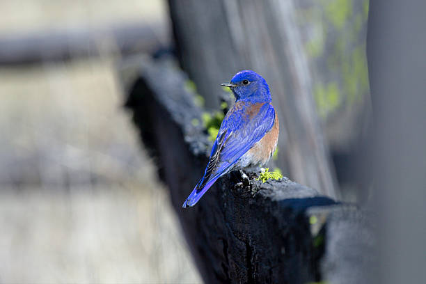 istock Male Western Bluebird on an old fence. 177010514