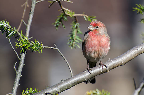 istock Male House Finch Perched on a Branch 177010592
