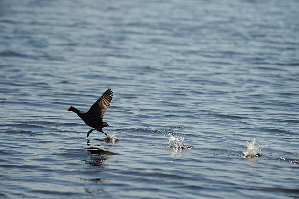 istock Coot bird landing on water 177010780