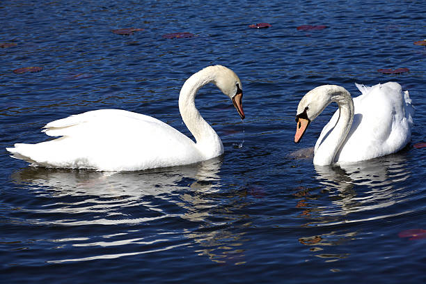 Pair of white swans on dark blue water background stock photo