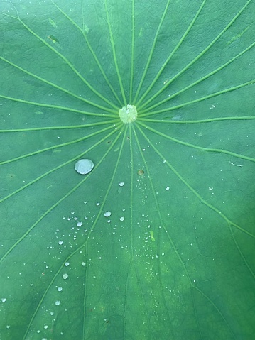lotus leaf and drops