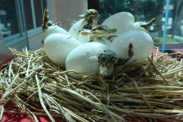 Close - up model of crocodile eggs in a nest on a red tablecloth.