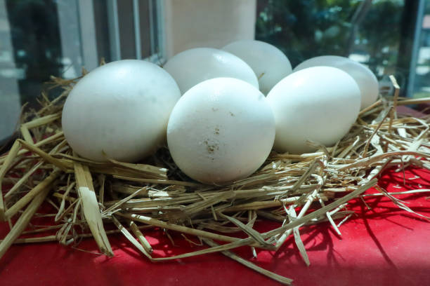istock Close - up model of crocodile eggs in a nest on a red tablecloth. 1770109320