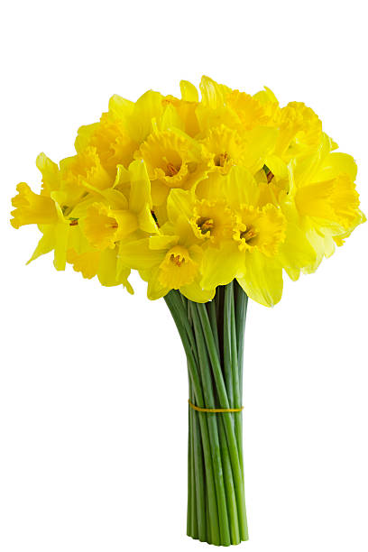 buquê de abróteas - daffodil bouquet isolated on white petal - fotografias e filmes do acervo