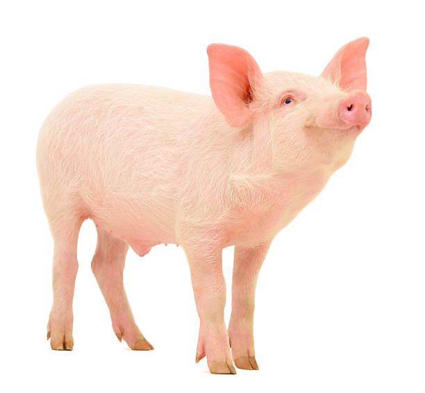 Pig on white stock photo