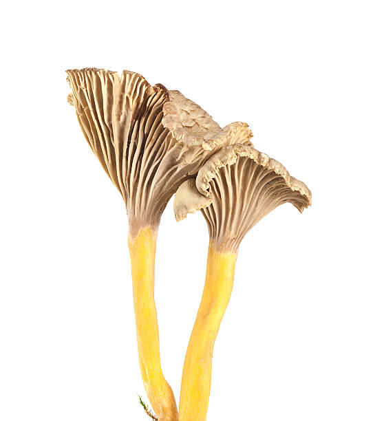 cogumelo chanterelle isolado no fundo branco - yellowfoot - fotografias e filmes do acervo