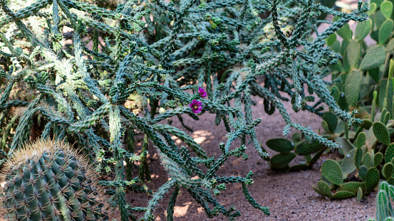 Fig cactus called bunny ears or in latin Opuntia microdasys originates from Mexico but is used in public parks in Santa Cruz which is the main city on the Spanish Canary Island Tenerife