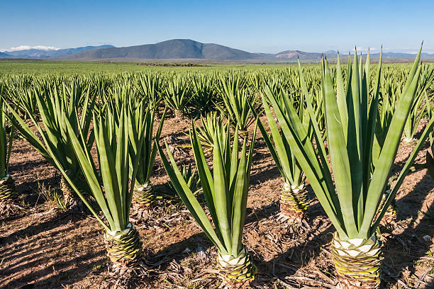 Rows of aloe Vera plants with mountain silhouette Sisal plantation near Fort Dauphin (Tolagnaro), southern Madagascar subtropical stock pictures, royalty-free photos & images