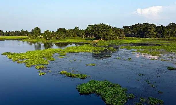 "The island of Majuli is said to be the largest river island in the world. It is situation midst the river Brahmaputra, near Jorhat, in Assam, India. The island is around 200 kms in circumference but substantial river erosion is quite serious. The island is home to tribals such as the Mishing (also Missing) people who prefer living on the banks of the river. They are predominantly fisher people. Majuli island is also the home to some 22 Sattras (Hindu monasteries) mostly dedicated to the Hindu God, Vishnu. Majuli is dotted with lagoons, as depicted in this photograph. The water hyacinth, also in this photograph, is present too and in parts its proliferation is pernicious. Rice is a popular crop. The island of Majuli is a World Heritage Site and is beginning to attract a steady flow of tourists. The photograph was taken during late afternoon."