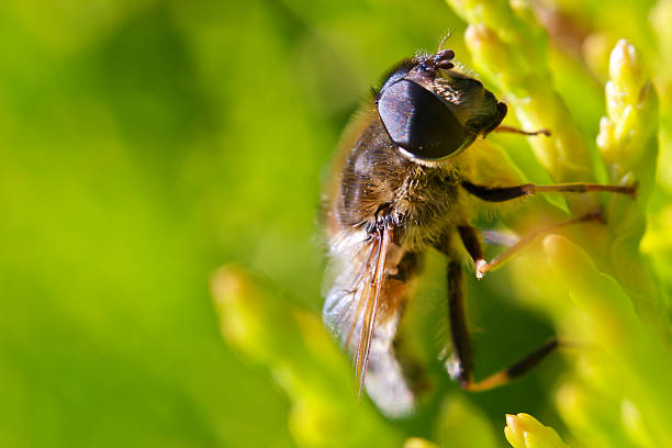 Honey Bee close up on yellow garden tree stock photo