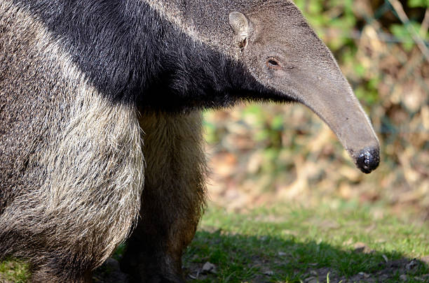 istock Closeup giant Anteater 177012339