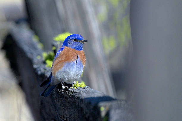 istock Male Western BLuebird with leg band. 177012512