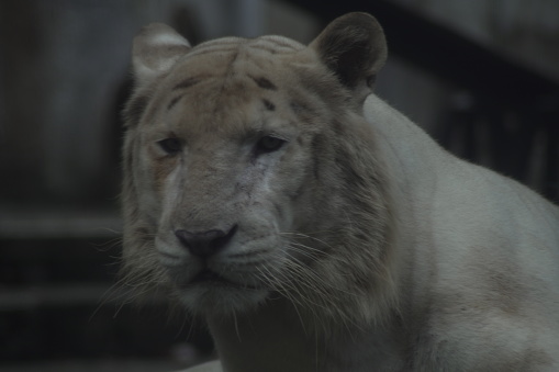 Close-up portrait of a white lion was taken through a fence in the zoo.
