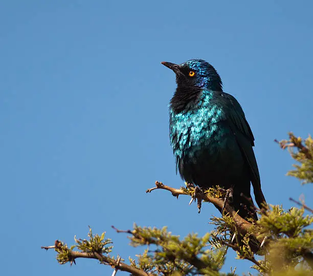 Puffed-up Cape Glossy Starling on a thorn bush with head tilted in inquisitive attitude