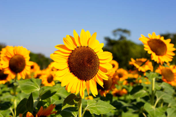 istock Sunflower field, Beautiful summer landscape. 1770129606