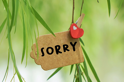 Sorry note hanging on tree branch