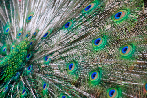 Close up of proud peacock displaying his tail