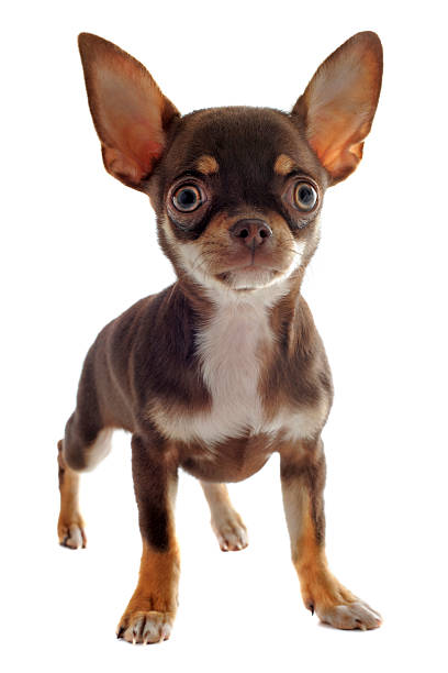istock puppy chihuahua 177013091