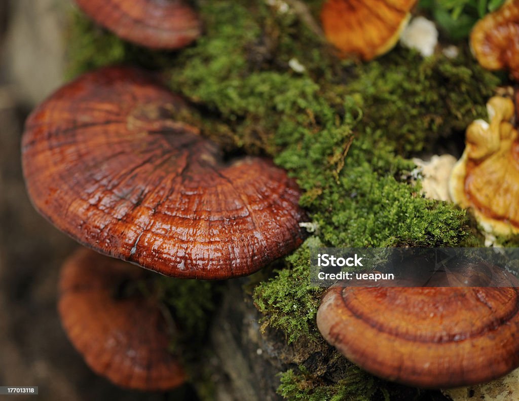 A tree stump with growing Linzhi mushrooms Red Lingzhi mushrooms Lingzhi Stock Photo