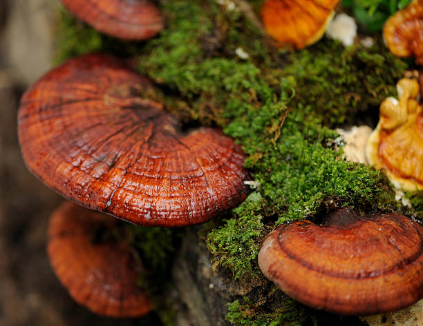 A tree stump with growing Linzhi mushrooms Red Lingzhi mushrooms ganoderma lucidum stock pictures, royalty-free photos & images