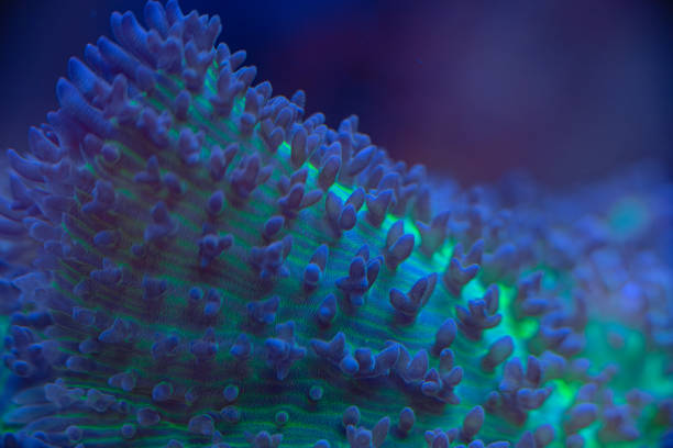sea soft coral Rhodactis macro photo, selective focus
