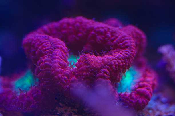 marine LPS coral Trachyphyllia, Lobophyllia macro photo, selective focus