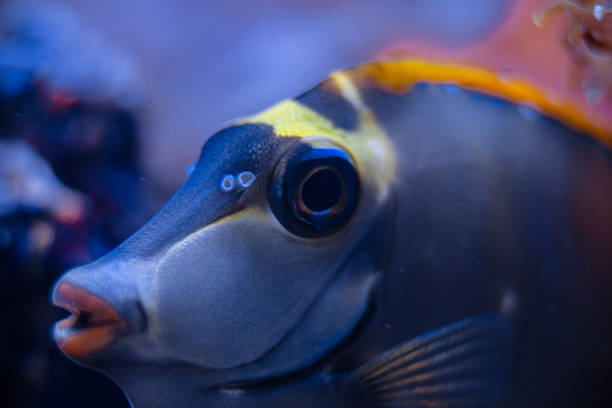 saltwater fish Naso elegans, selective focus saltwater fish Naso elegans, selective focus naso elegans stock pictures, royalty-free photos & images