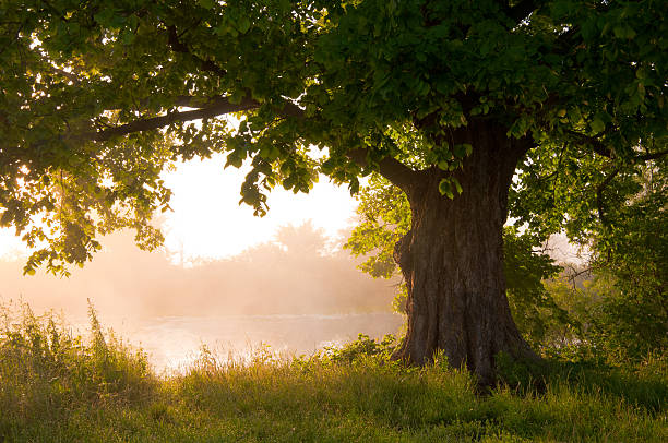 Oak tree tree and fog oak tree photos stock pictures, royalty-free photos & images