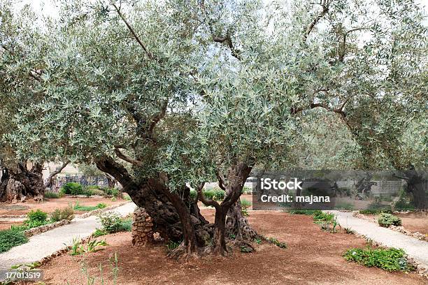 Garden Of Gethsemane Stock Photo - Download Image Now - Ancient, Branch - Plant Part, Capital Cities