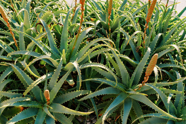 istock Blooming flower bed with green aloe 1770136578