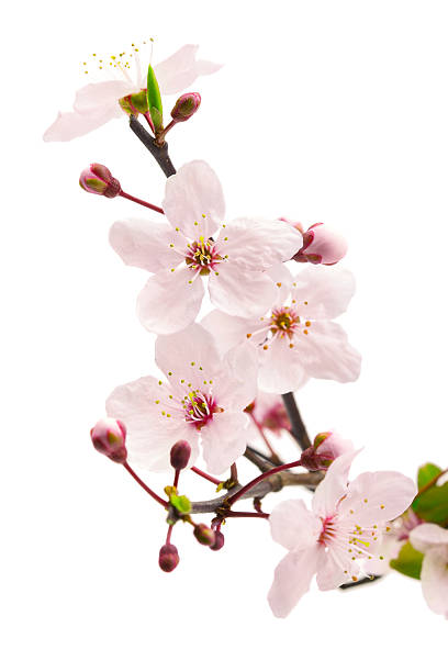 istock Branch of Sakura pink cherry blossoms on a white background 177013831
