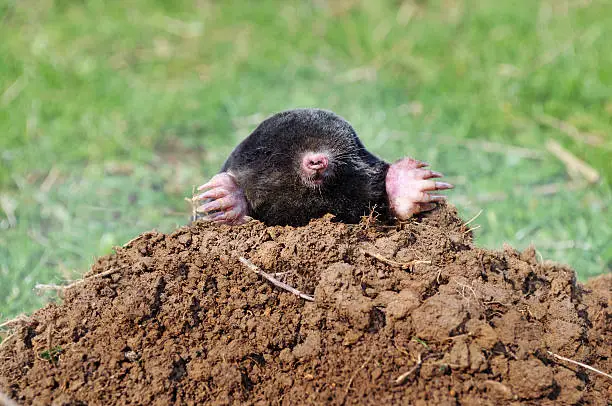 Photo of mole sticking out of molehill.