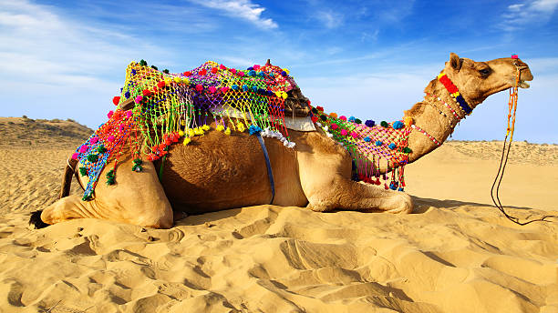 Camel Festival in Bikaner, India "Camel on the background of the blue sky. Bikaner, India" thar desert stock pictures, royalty-free photos & images