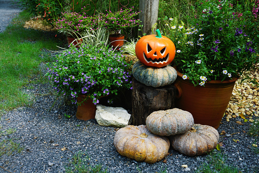 The golden Halloween pumpkin sits amidst a vibrant display of purple and white flowers on a sunny day.