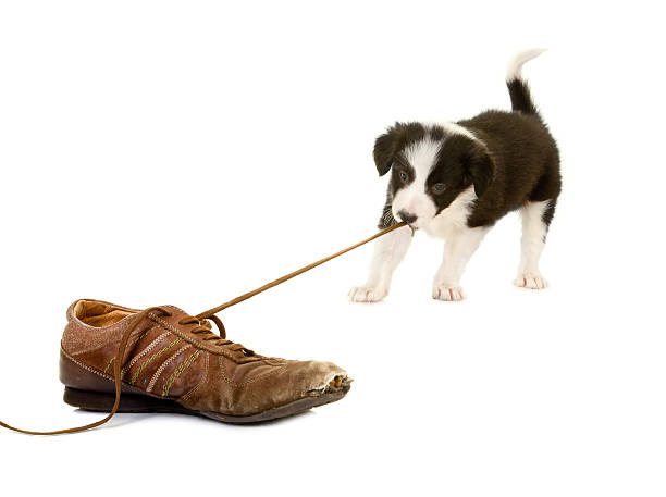 Dogs Ripping Shoes 120+ Dog Ripping Shoes Stock Photos, Pictures & Royalty-Free Images ...