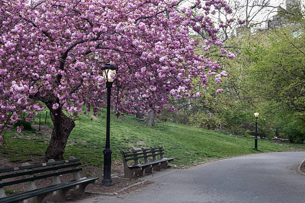istock Prunus serrulata 'Kanzan' - Japanese Flowering Cherry 177014105