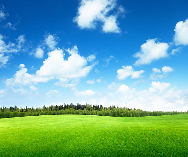 istock green field and sunny day 177014109