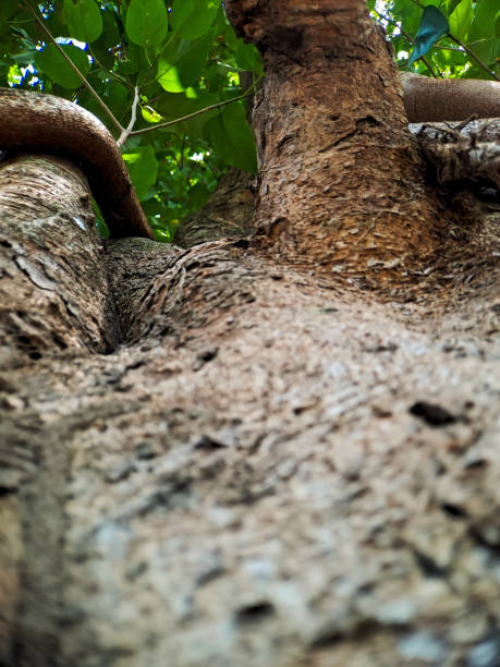 istock Discover the captivating world of unique banyan tree roots, nature's artistic masterpieces that showcase the beauty of resilience and adaptability 1770142432
