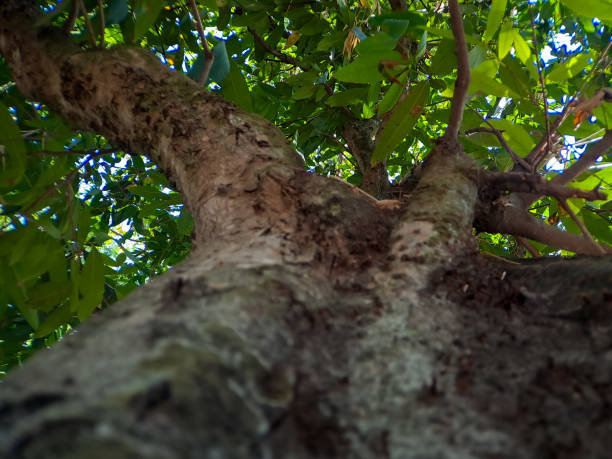 istock Discover the captivating world of unique banyan tree roots, nature's artistic masterpieces that showcase the beauty of resilience and adaptability 1770142444